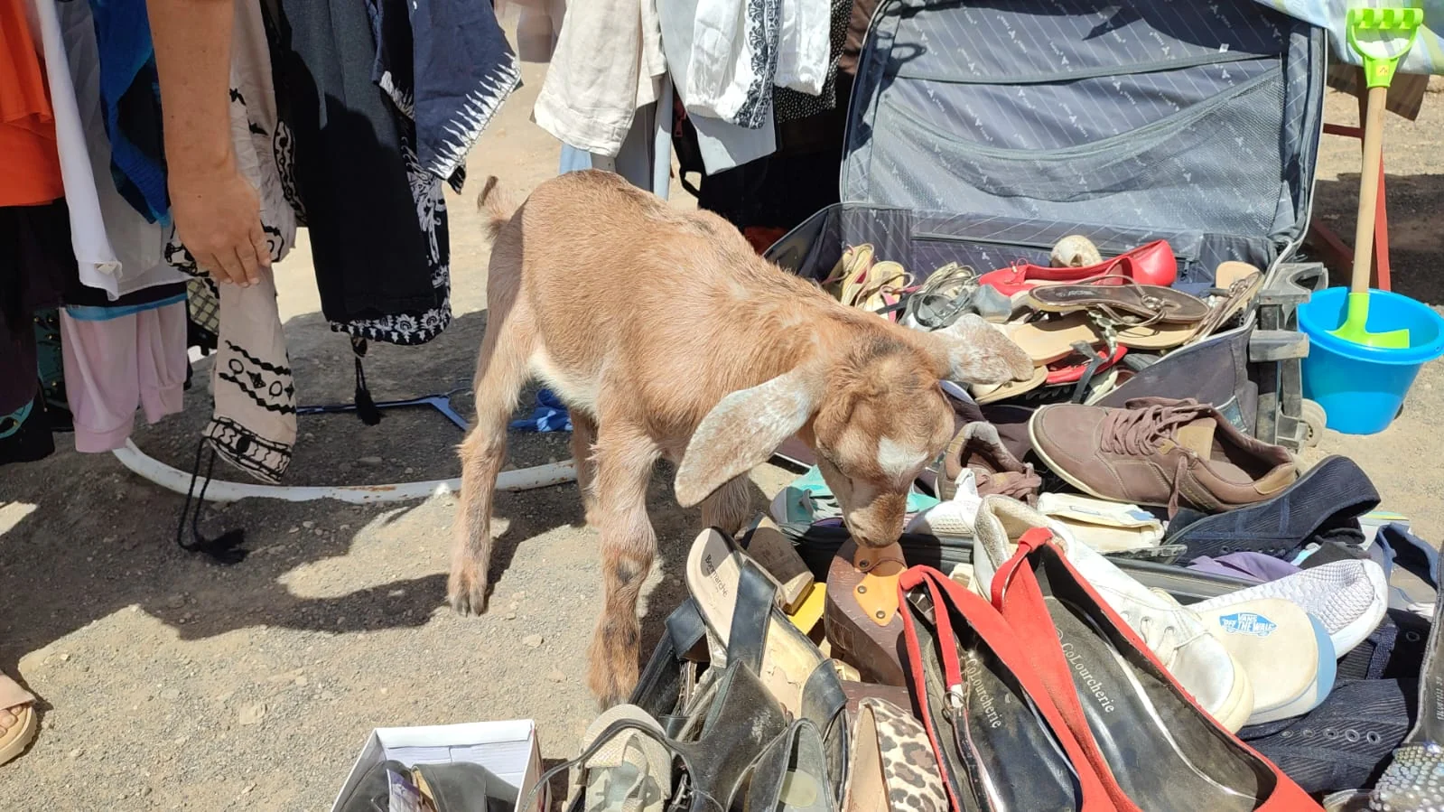 Second-hand market at Lanzarote Safaris