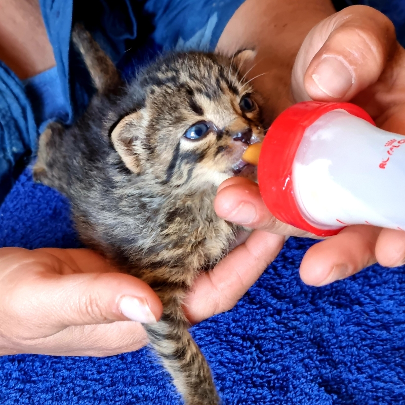 Volunteer bottle-feeding a kitten at the sanctuary